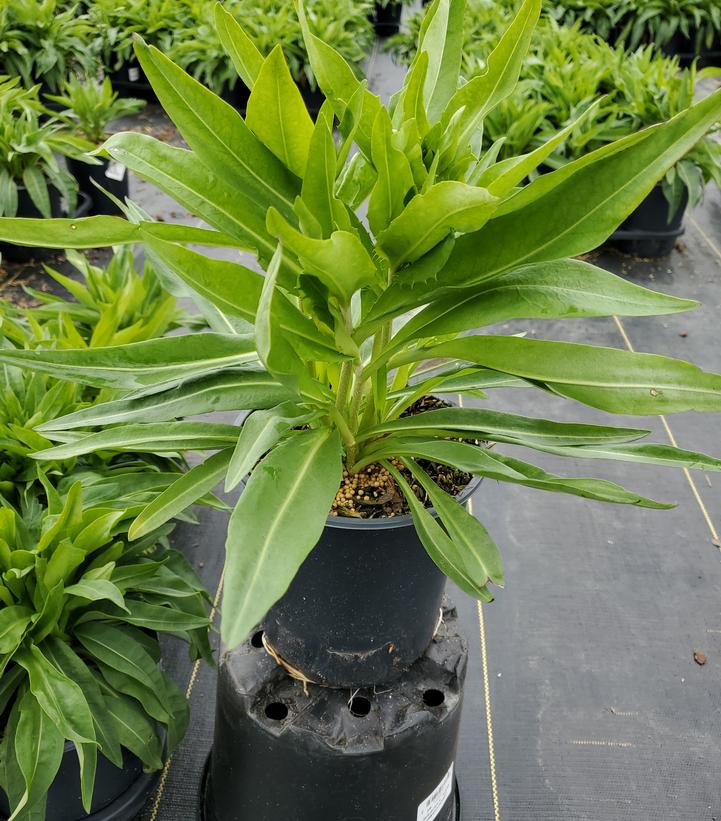 Stokesia 'Honeysong Purple'