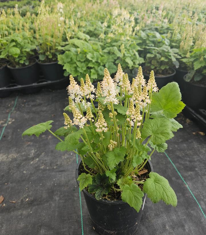 Tiarella cordifolia 