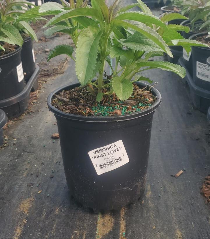 Veronica longifolia 'First Love'