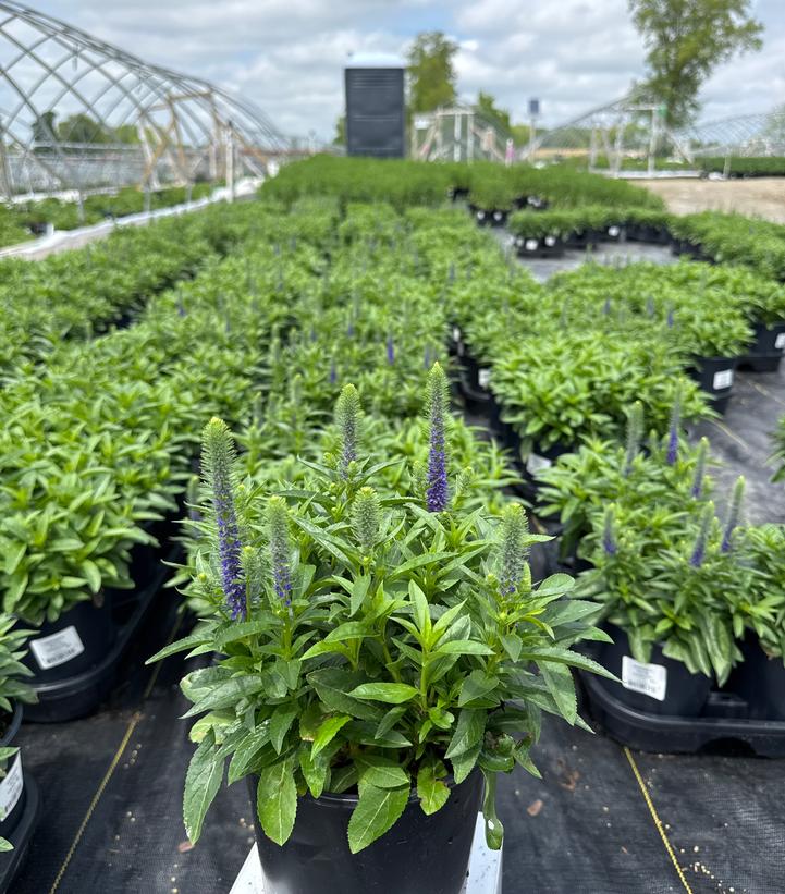 Veronica spicata 'Royal Candles'