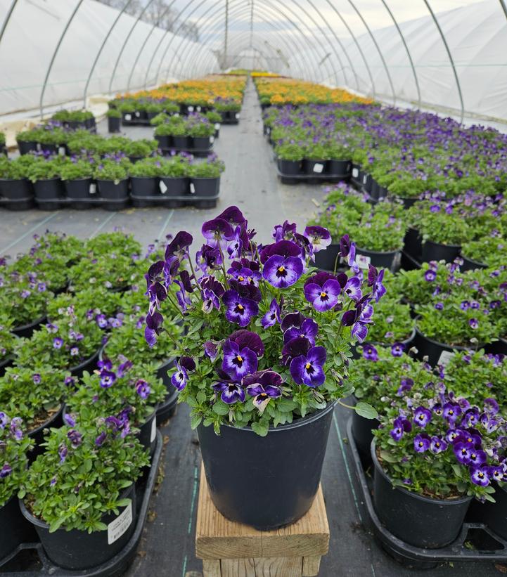 Viola cornuta Penny™ 'Denim Jump Up'