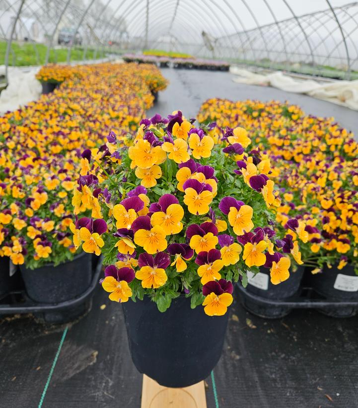 Viola cornuta Penny™ 'Orange Jump-up'