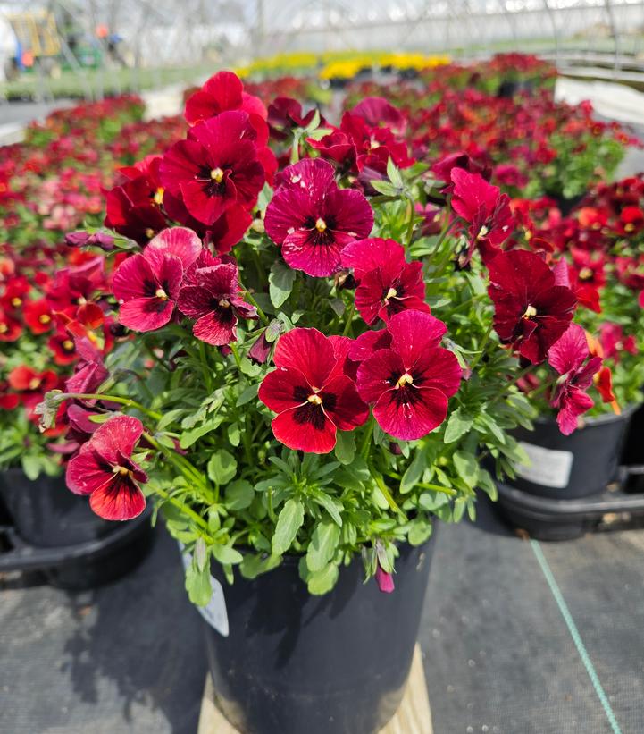 Viola cornuta Penny™ Penny™ 'Red Blotch'