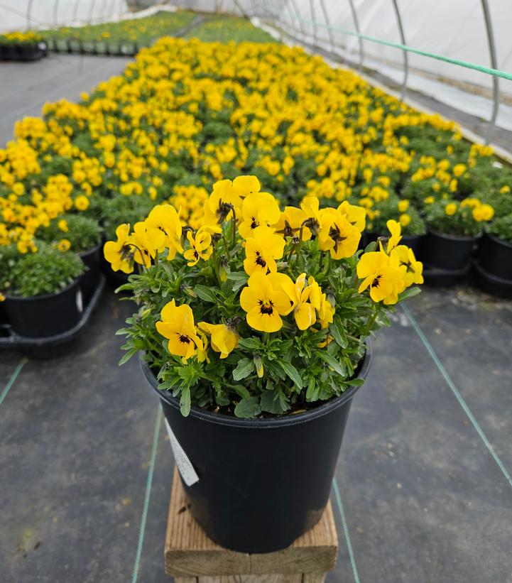 Viola cornuta Penny™ 'Yellow Blotch'
