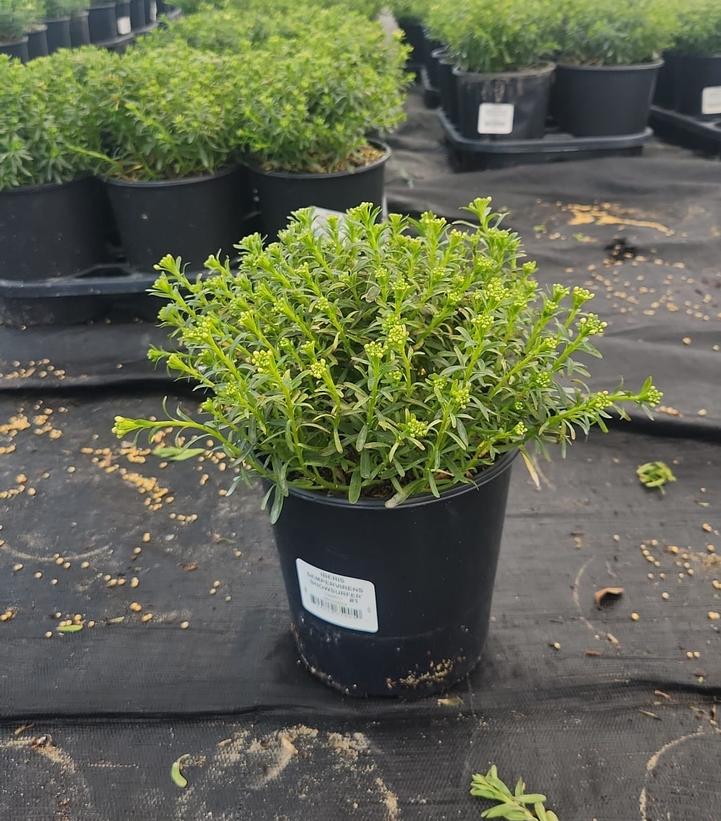 Iberis sempervirens Snowsurfer™