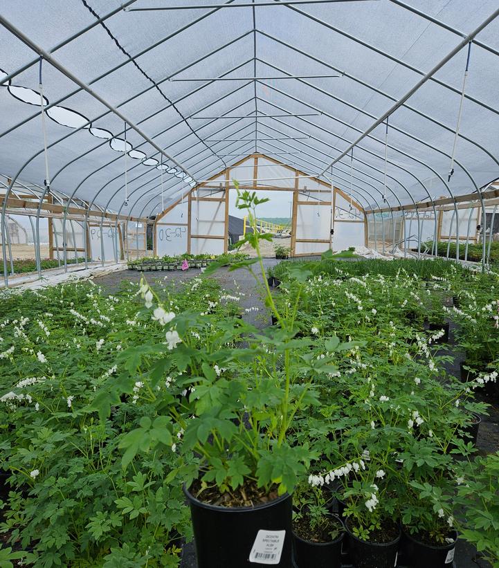 Dicentra spectabilis 'Alba'