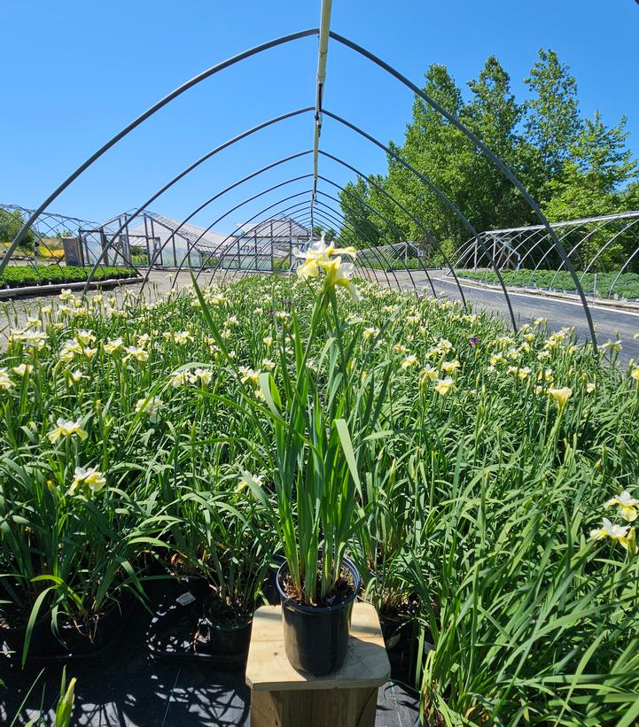 Iris sibirica Butter & Sugar