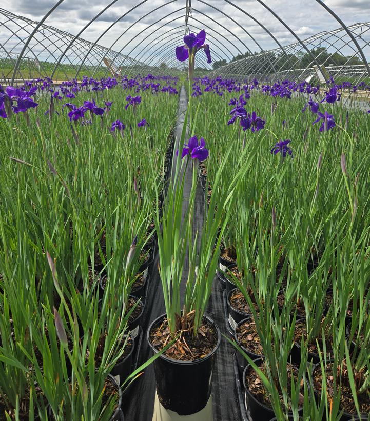 Iris sibirica Caesars Brother