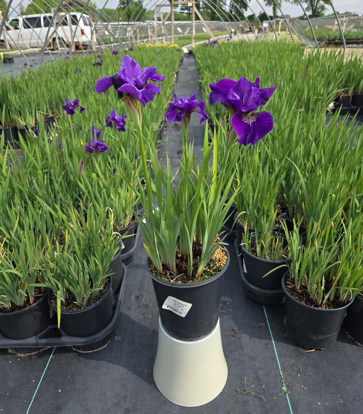 Iris sibirica Ruffled Velvet