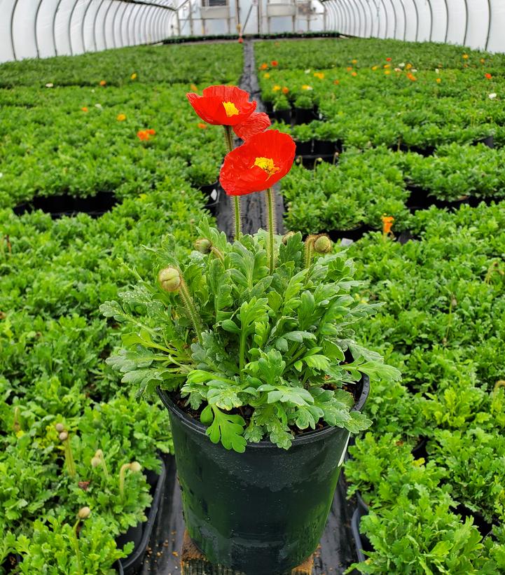 Papaver nudicaule 'Garden Gnome'
