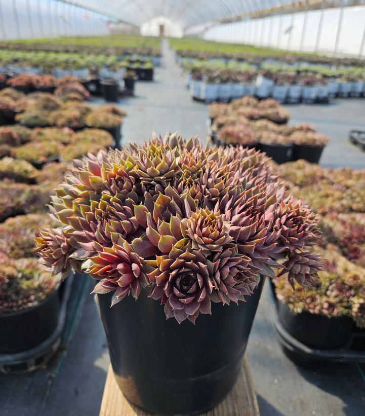 Sempervivum 'Pacific Blue Ice'