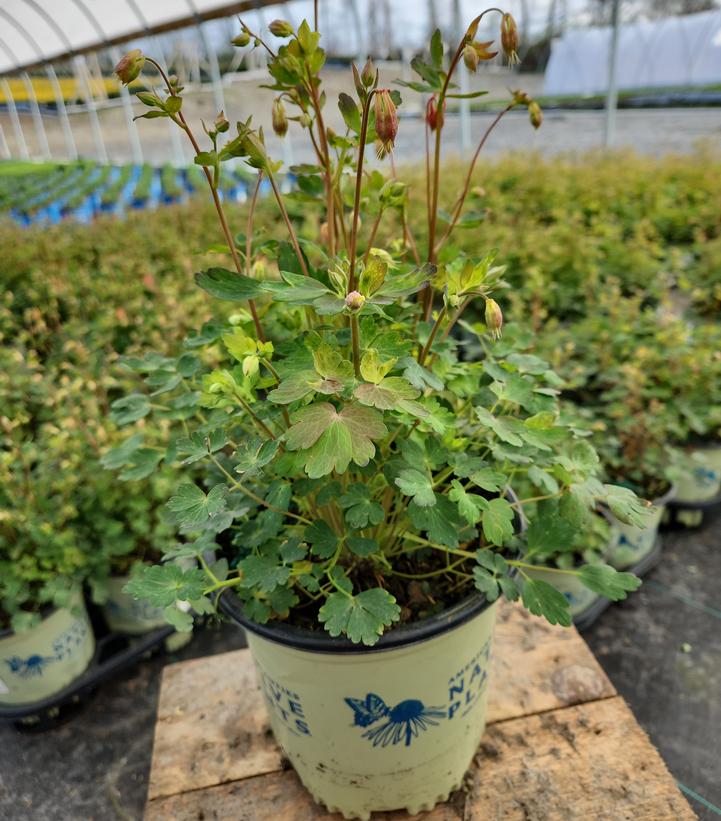 Aquilegia can. 'Little Lanterns'