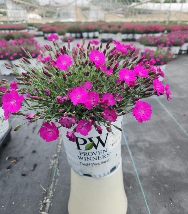 Dianthus x 'Paint the Town Fuchsia'
