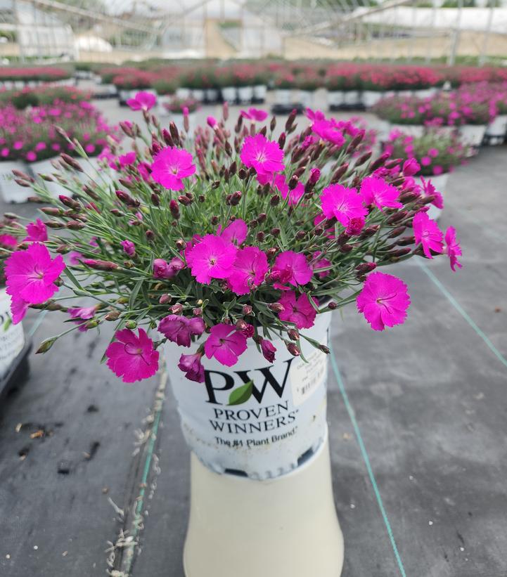 Dianthus hybrid Paint the Town Fuchsia