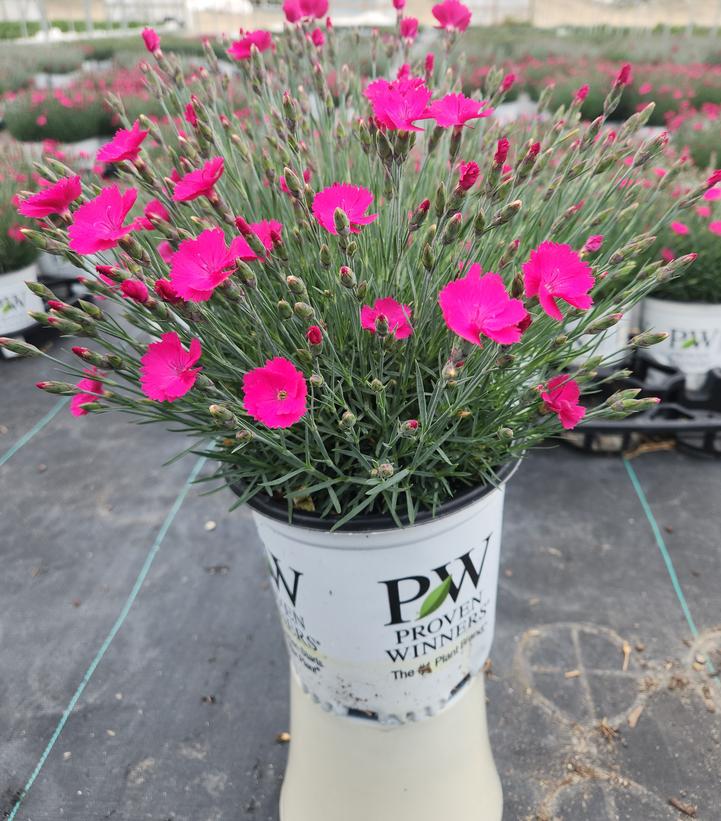 Dianthus hybrid Paint the Town Magenta