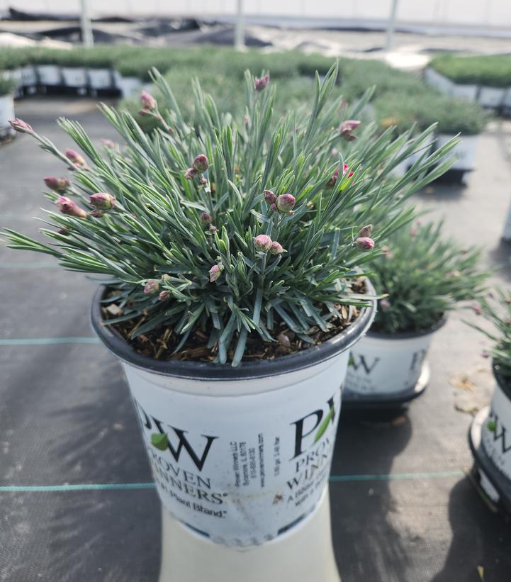 Dianthus hybrid Fruit Punch® 'Black Cherry Frost'