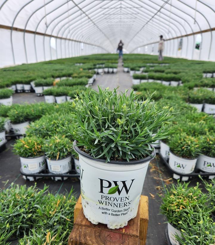 Dianthus x Fruit Punch® Cherry Vanilla