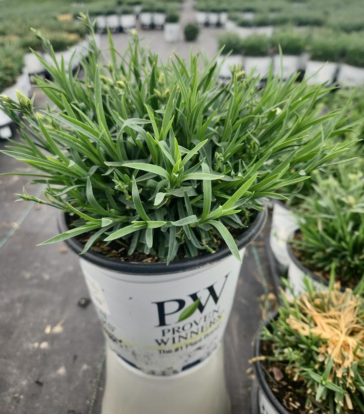 Dianthus hybrid Fruit Punch® Fruit Punch® Classic Coral