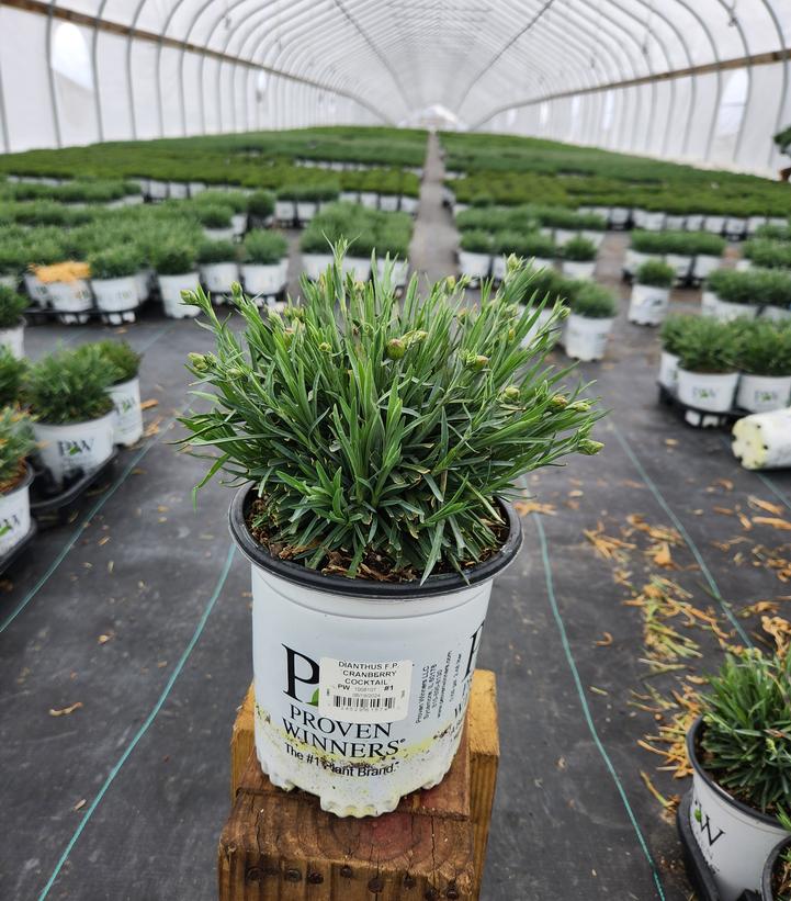 Dianthus x Fruit Punch® Fruit Punch® Cranberry Cocktail
