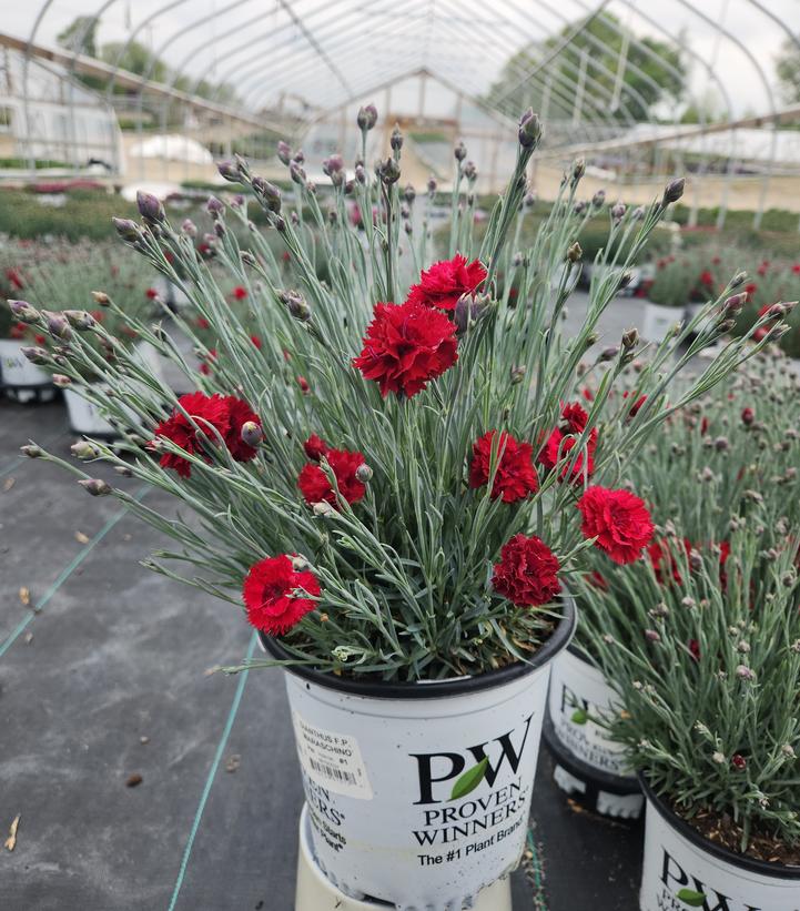 Dianthus hybrid Fruit Punch® Fruit Punch® Maraschino