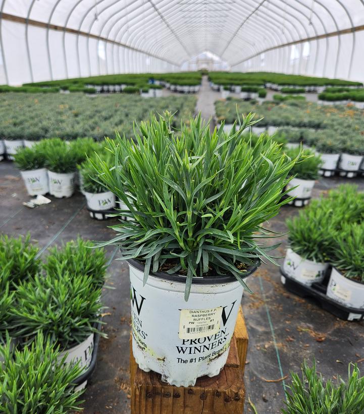 Dianthus x Fruit Punch® Raspberry Ruffles