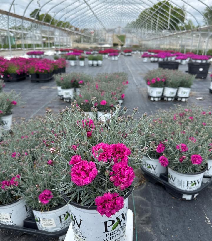 Dianthus hybrid Fruit Punch® 'Spiked Punch'