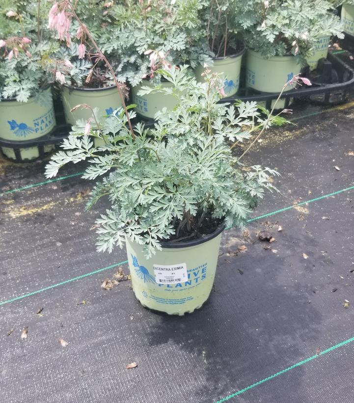 Dicentra eximia 