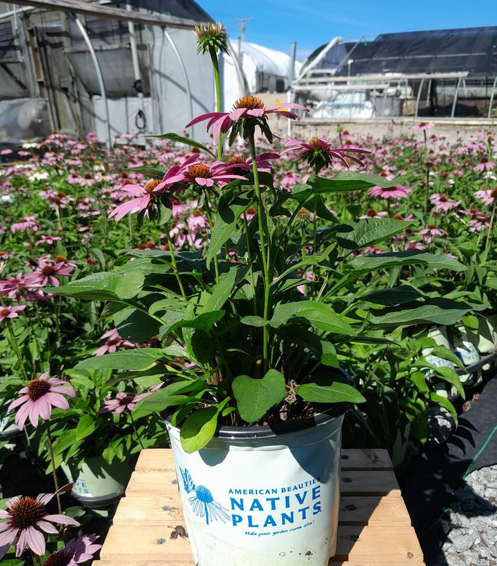 Echinacea purpurea 'Prairie Splendor'