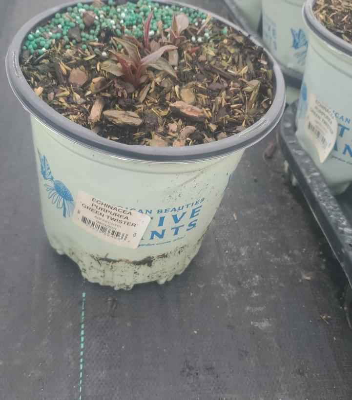 Echinacea purpurea 'Green Twister'