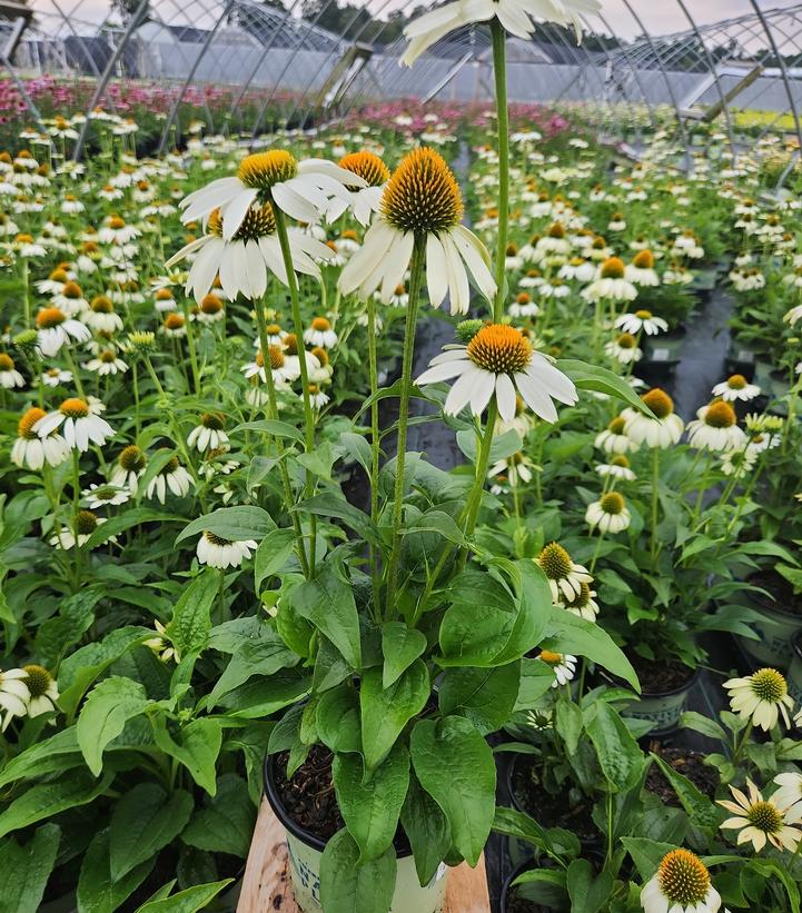 Echinacea purpurea 'Happy Star'