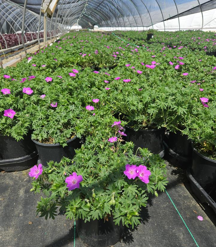 Geranium sanguineum New Hampshire