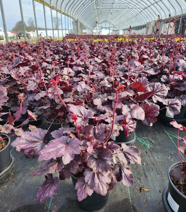 Heuchera Grape Expectations