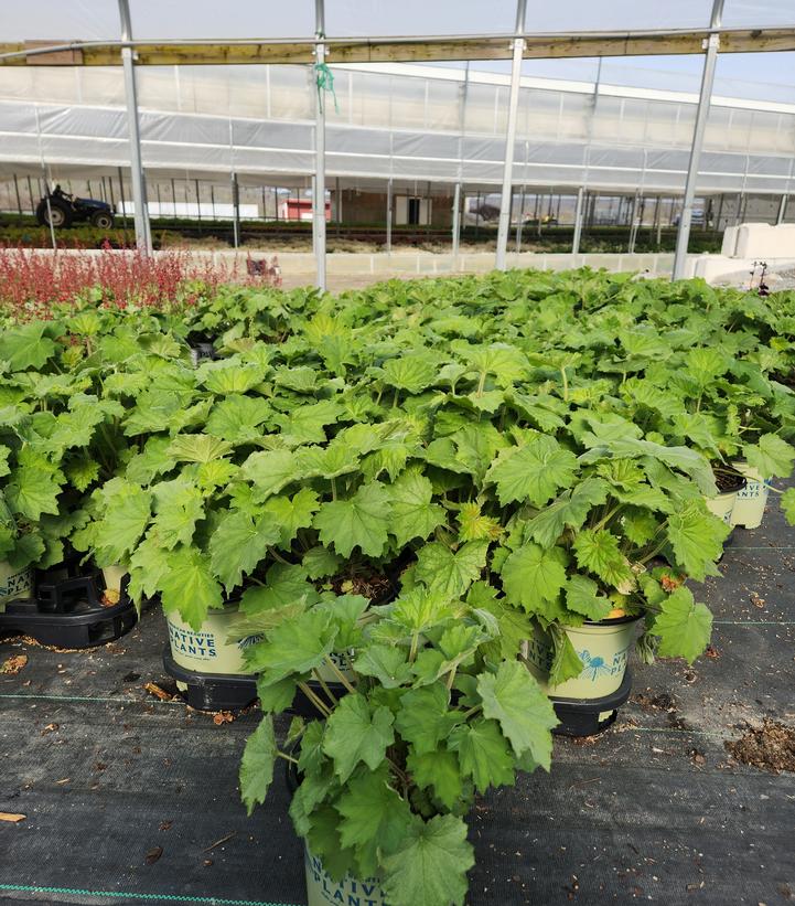 Heuchera villosa 'Autumn Bride'