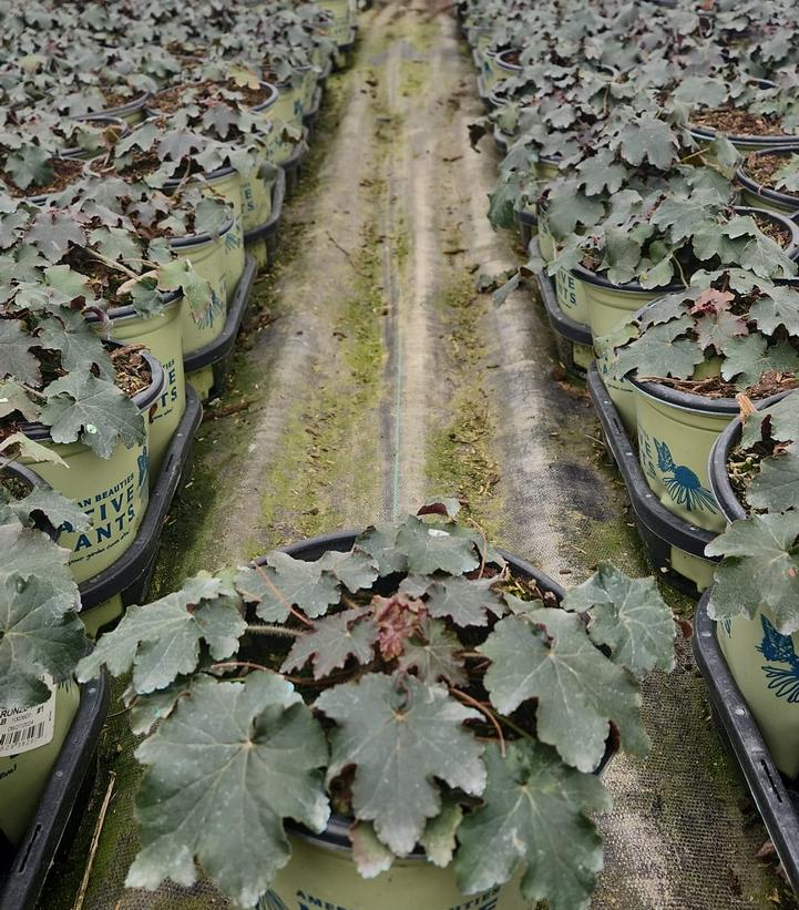 Heuchera villosa 'Bronze Wave'