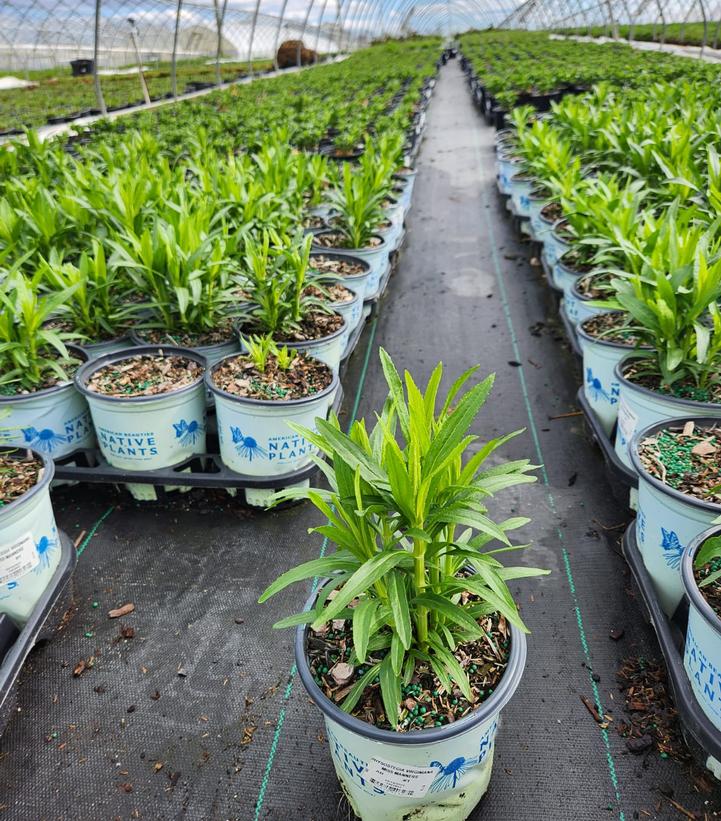 Physostegia vir. Miss Manners