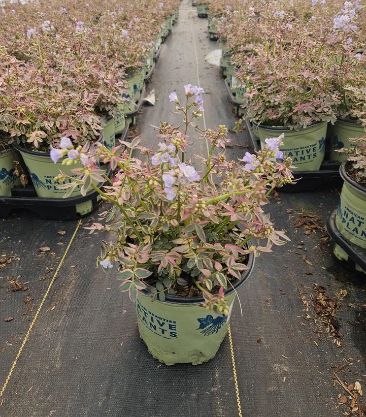 Polemonium reptans 'Stairway to Heaven'