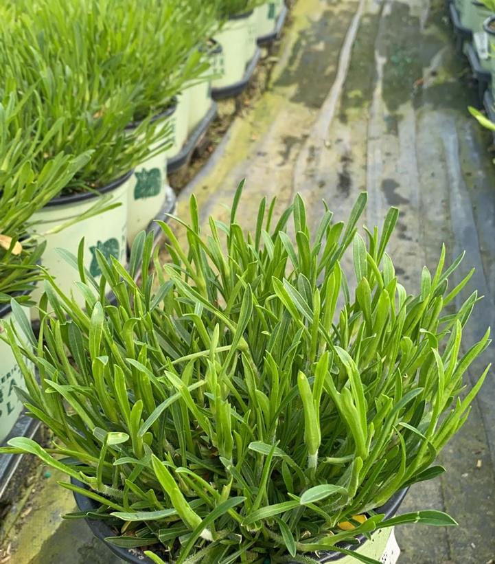 Silene caroliniana Short and Sweet