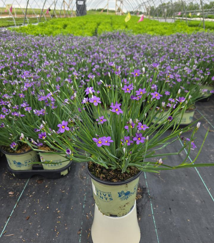 Sisyrinchium angustifolium 'Lucerne'