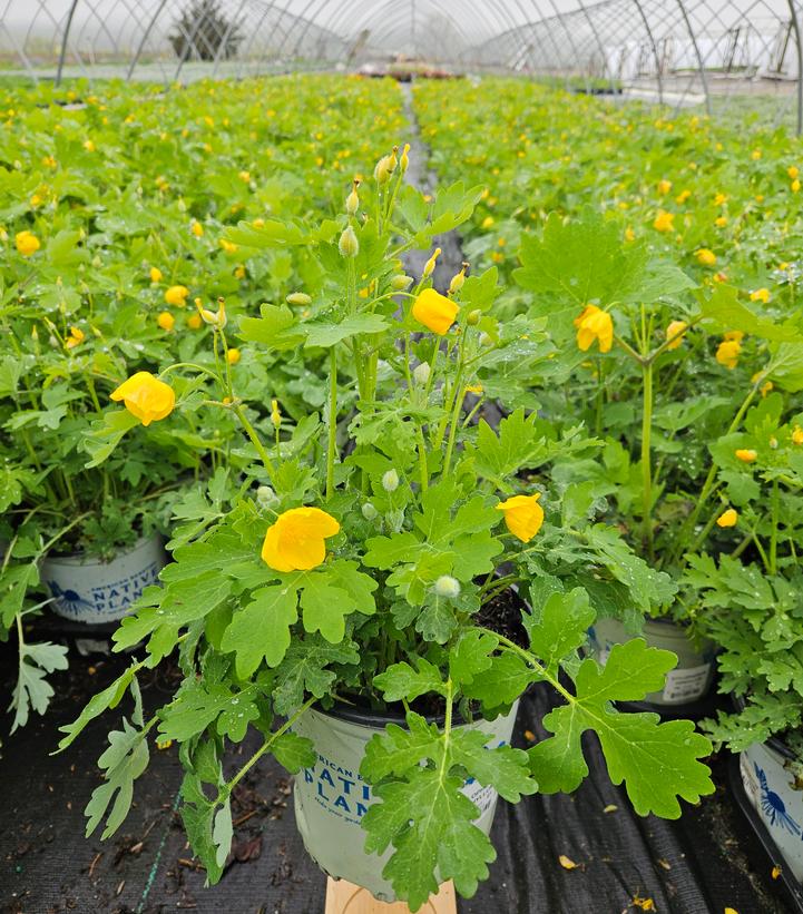 Stylophorum diphyllum 