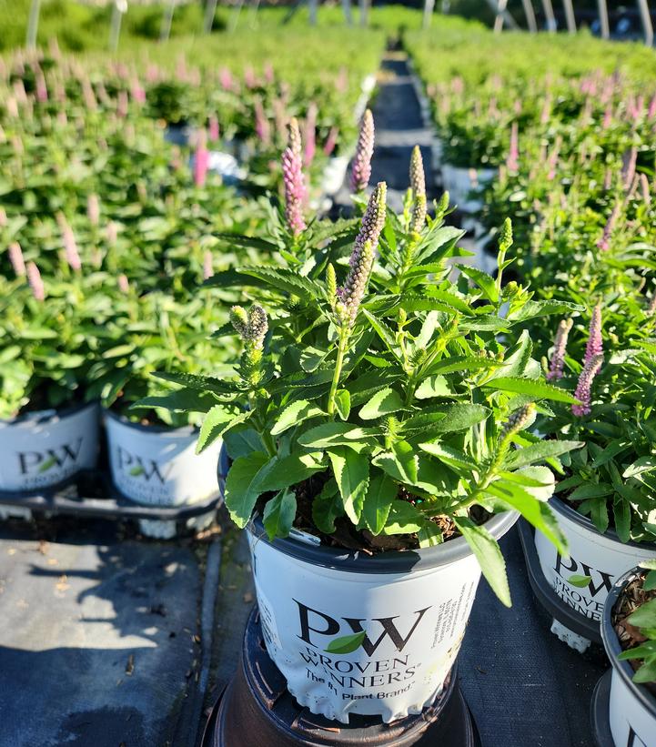 Veronica x Magic Show® Magic Show® 'Pink Potion'