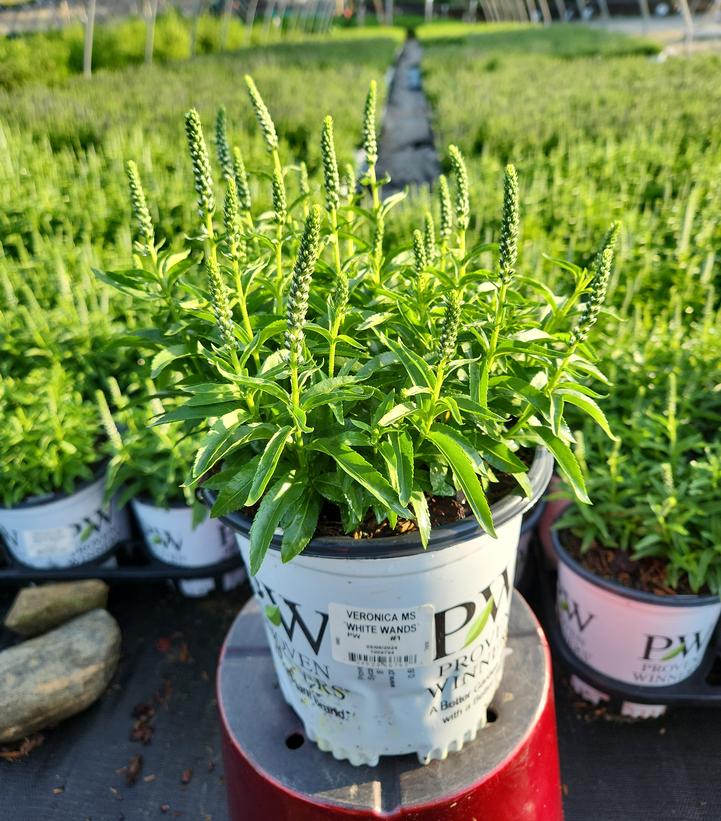 Veronica x Magic Show® Magic Show® 'White Wands'