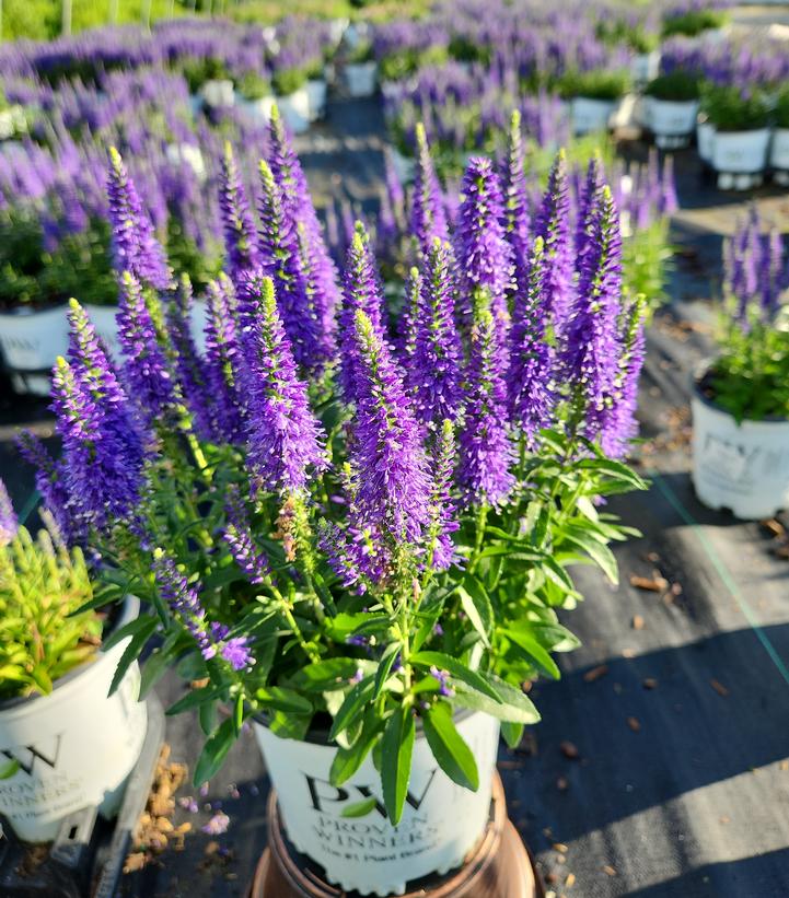 Veronica x Magic Show® 'Wizard of Ahhs'
