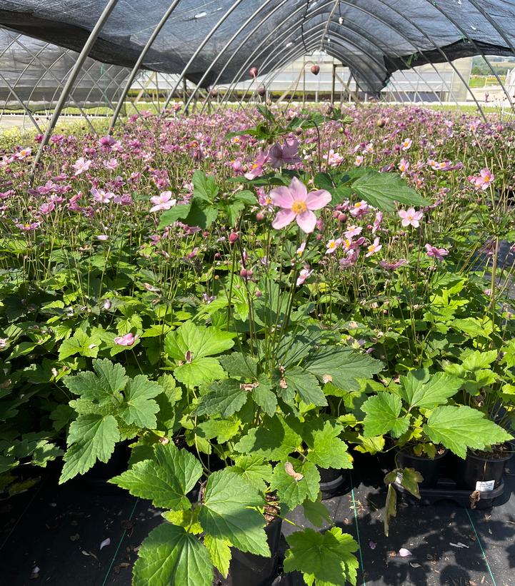 Anemone tomentosa 'Robustissima'