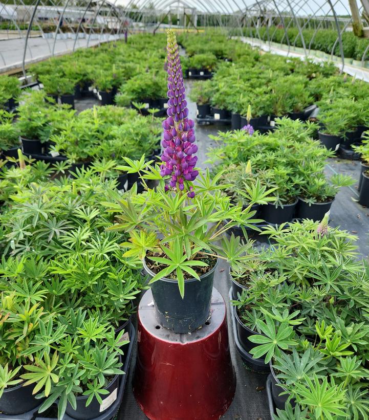 Lupinus polyphyllus 'Gallery Blue'