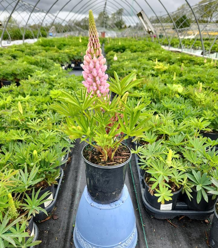 Lupinus polyphyllus 'Gallery Pink'