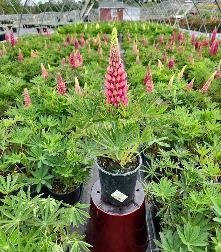 Lupinus polyphyllus 'Gallery Red'
