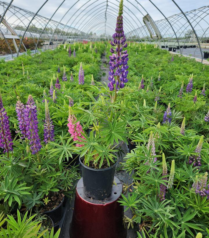 Lupinus Russell Hybrids Mix