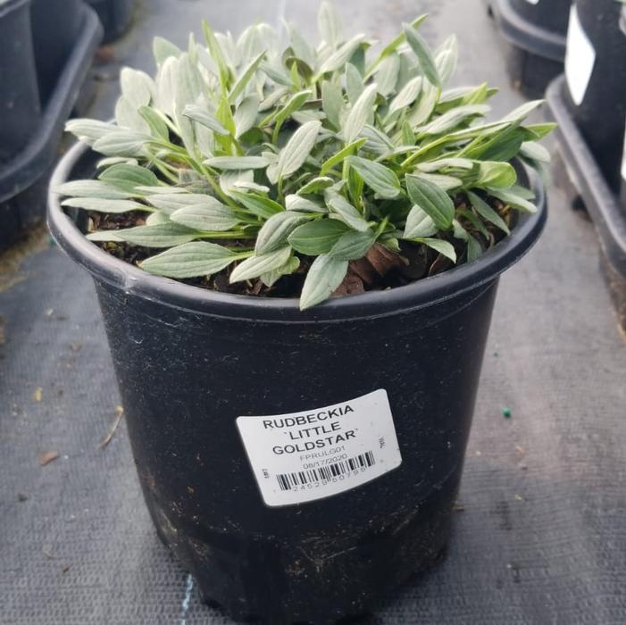 Rudbeckia fulgida var. sullivantii 'Little Goldstar'