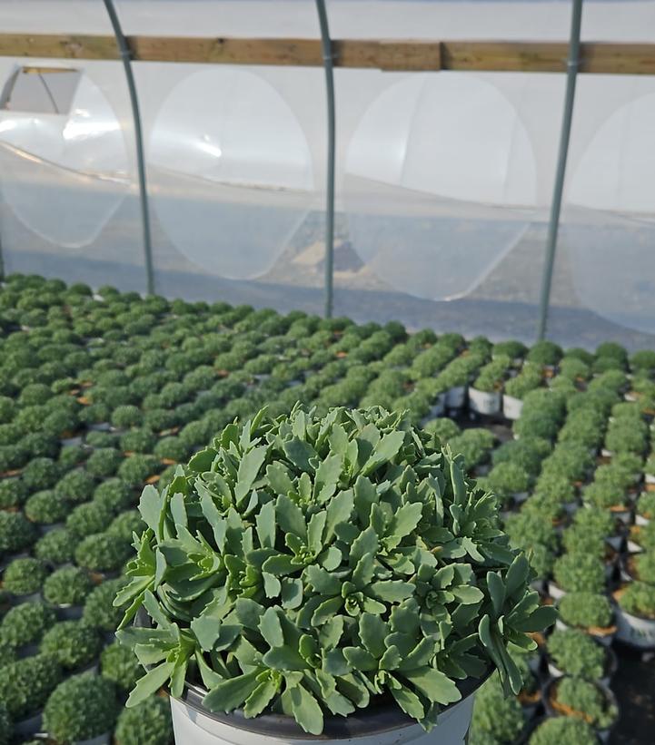 Sedum x Rock 'N Round® 'Pure Joy'