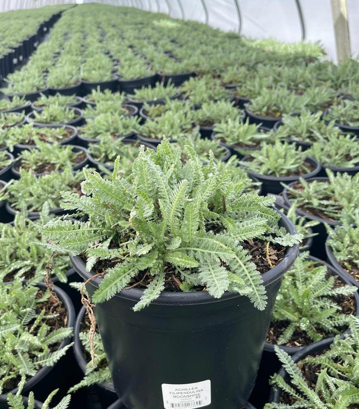 Achillea filipendulina Moonshine